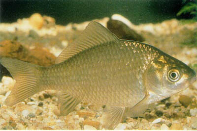 Carassius carassius